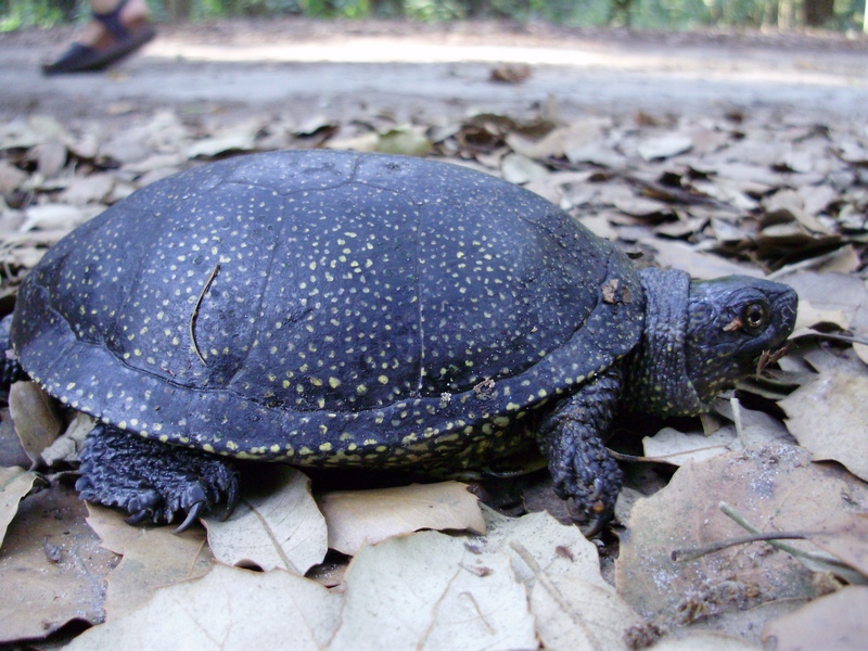 Emys orbicularis